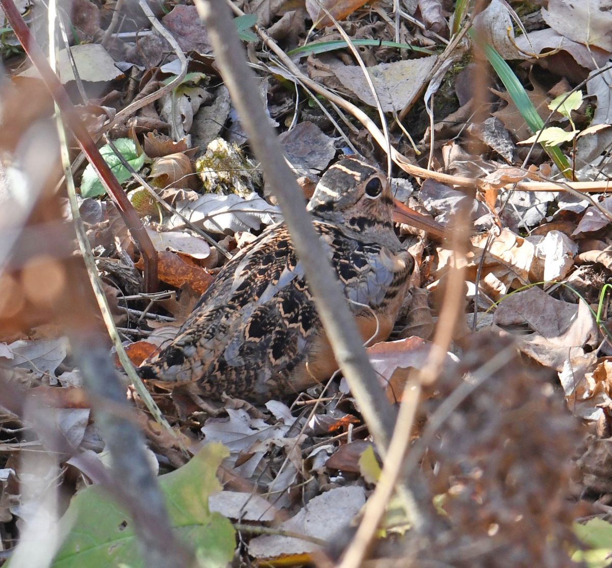 Nesting Woodcock