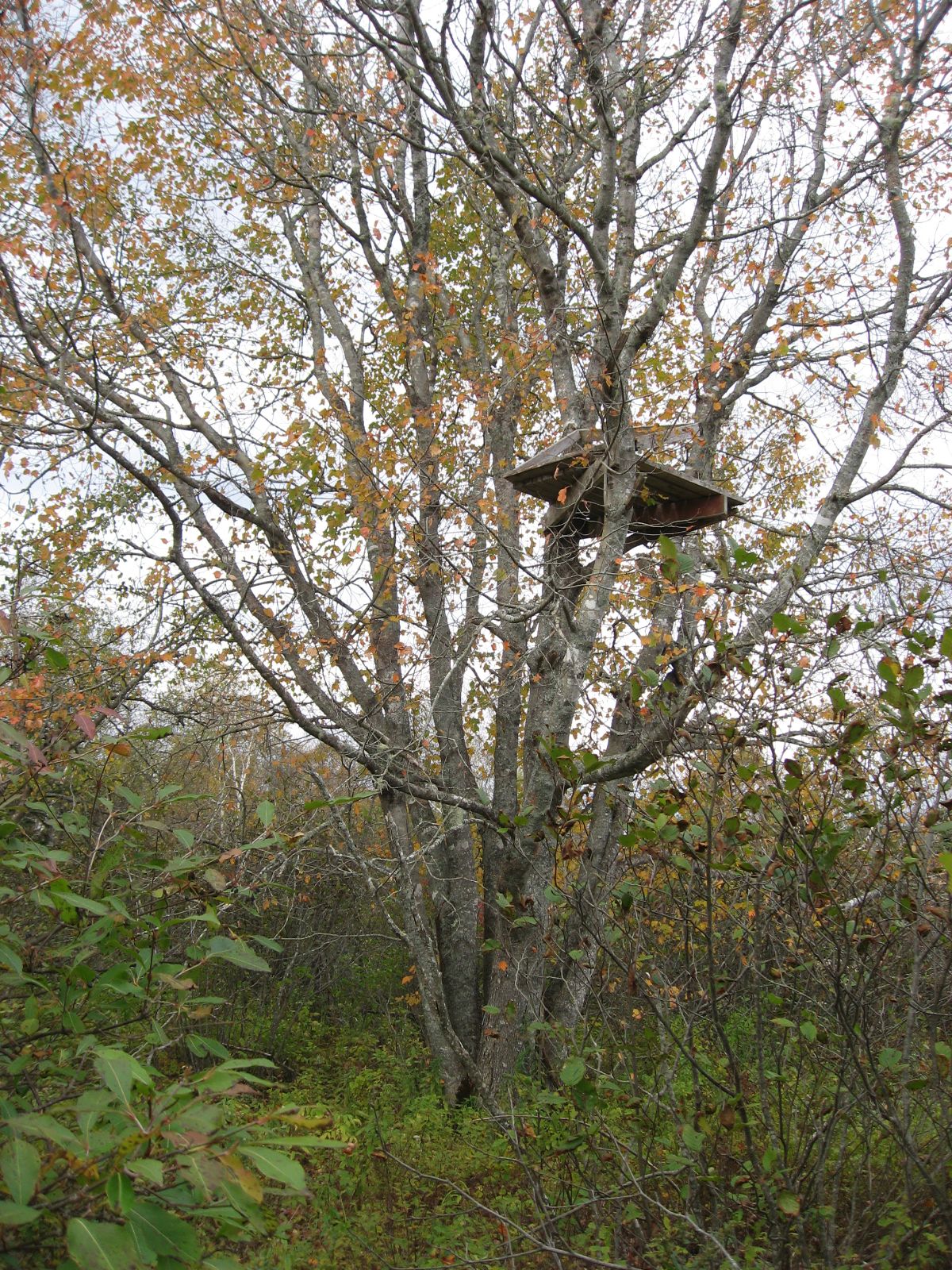 Deer stand