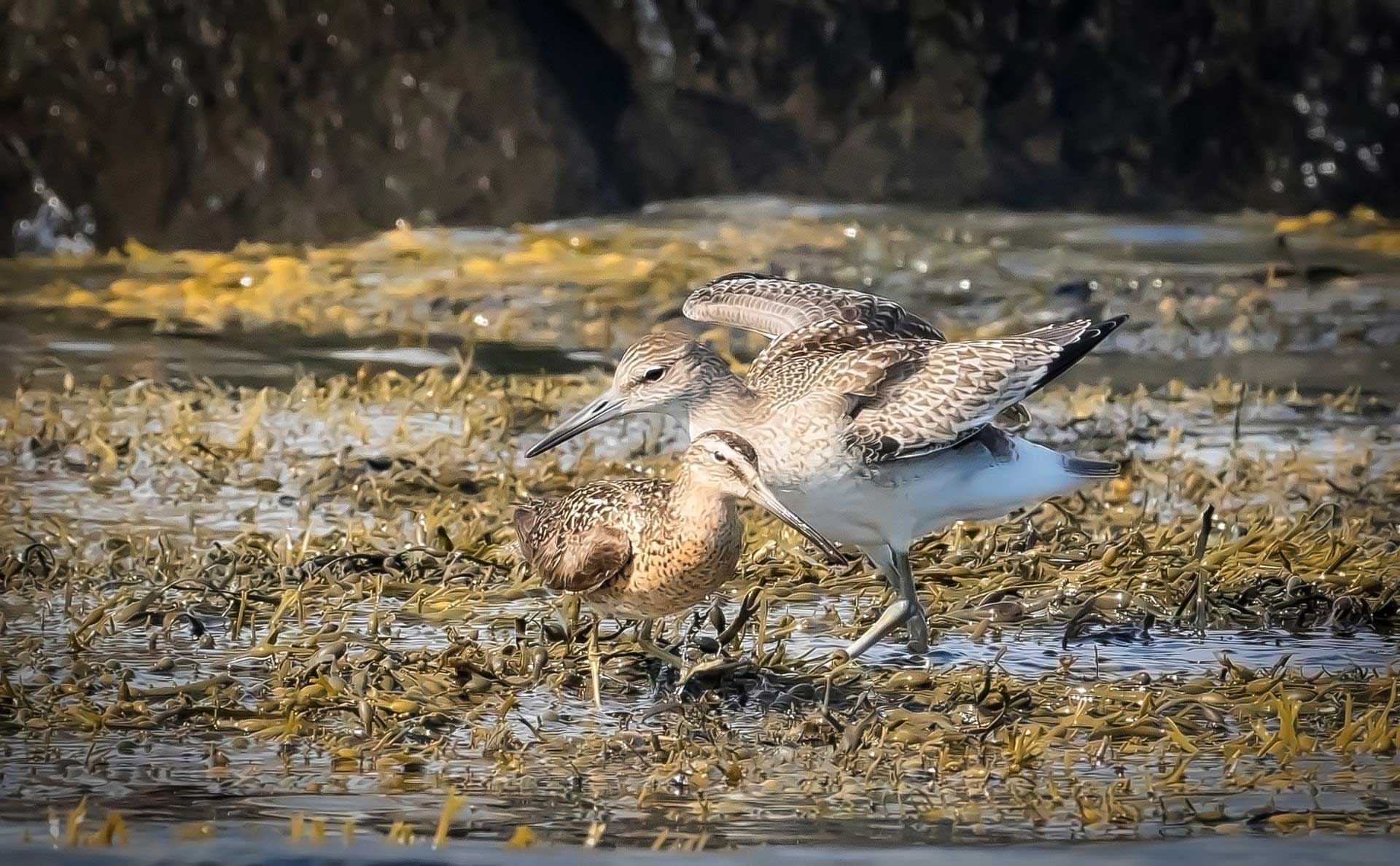 Willet and Dowitcher feeding in the Rockweed