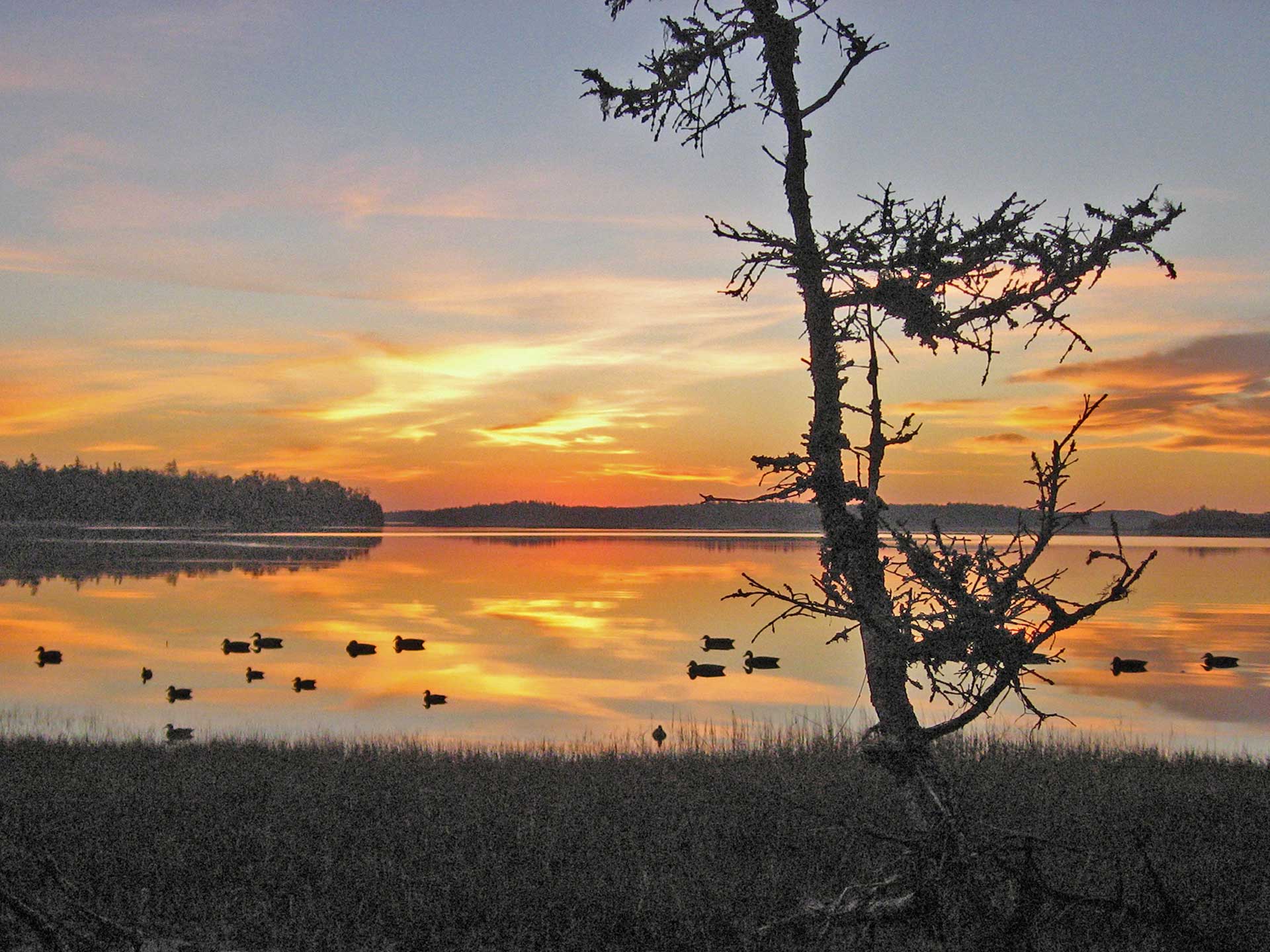 Duck hunting at dawn