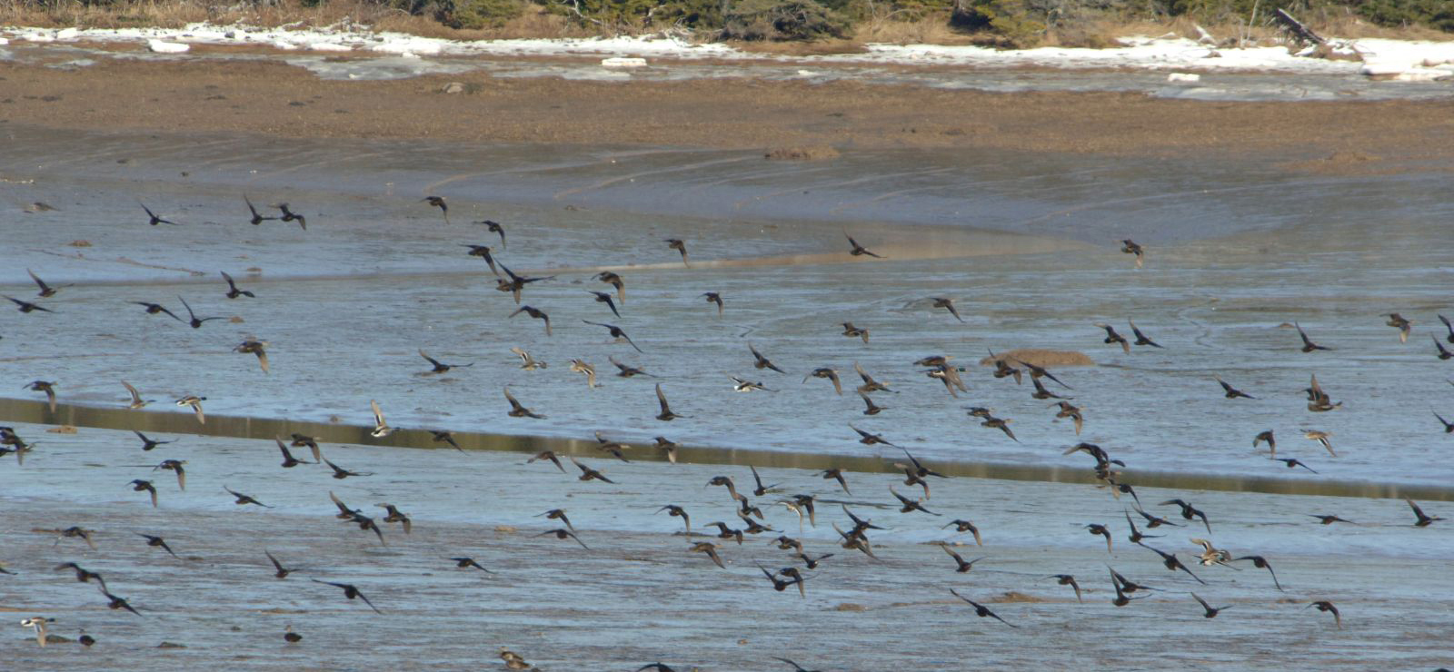 Ducks over Mason Bay