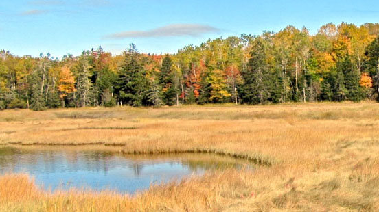 Marsh Island Project Area