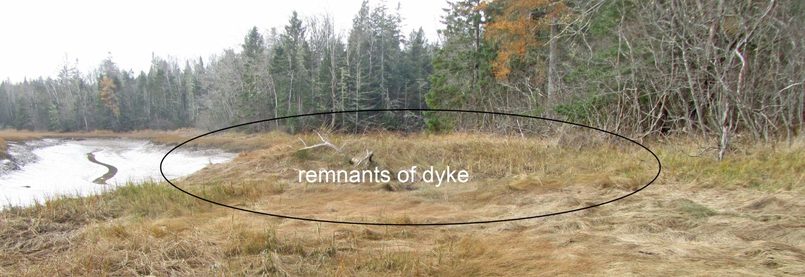 Remnants of the dyke at Marsh Island