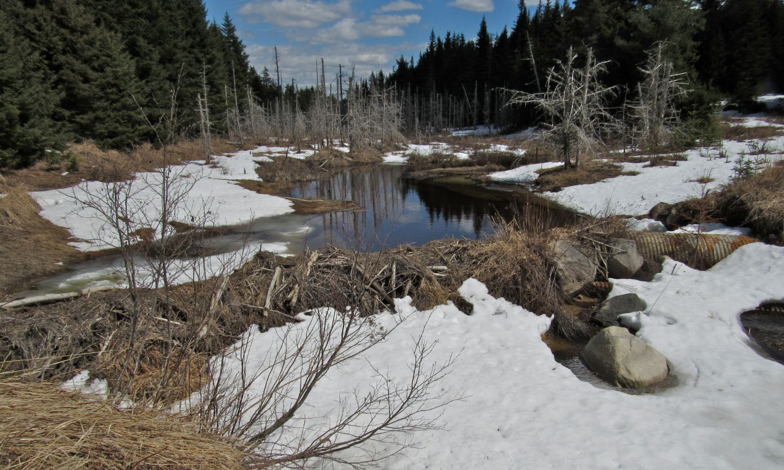 Old culverts and beaver dam