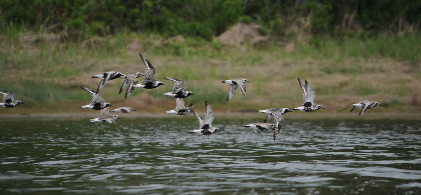 Plovers at Mason Bay