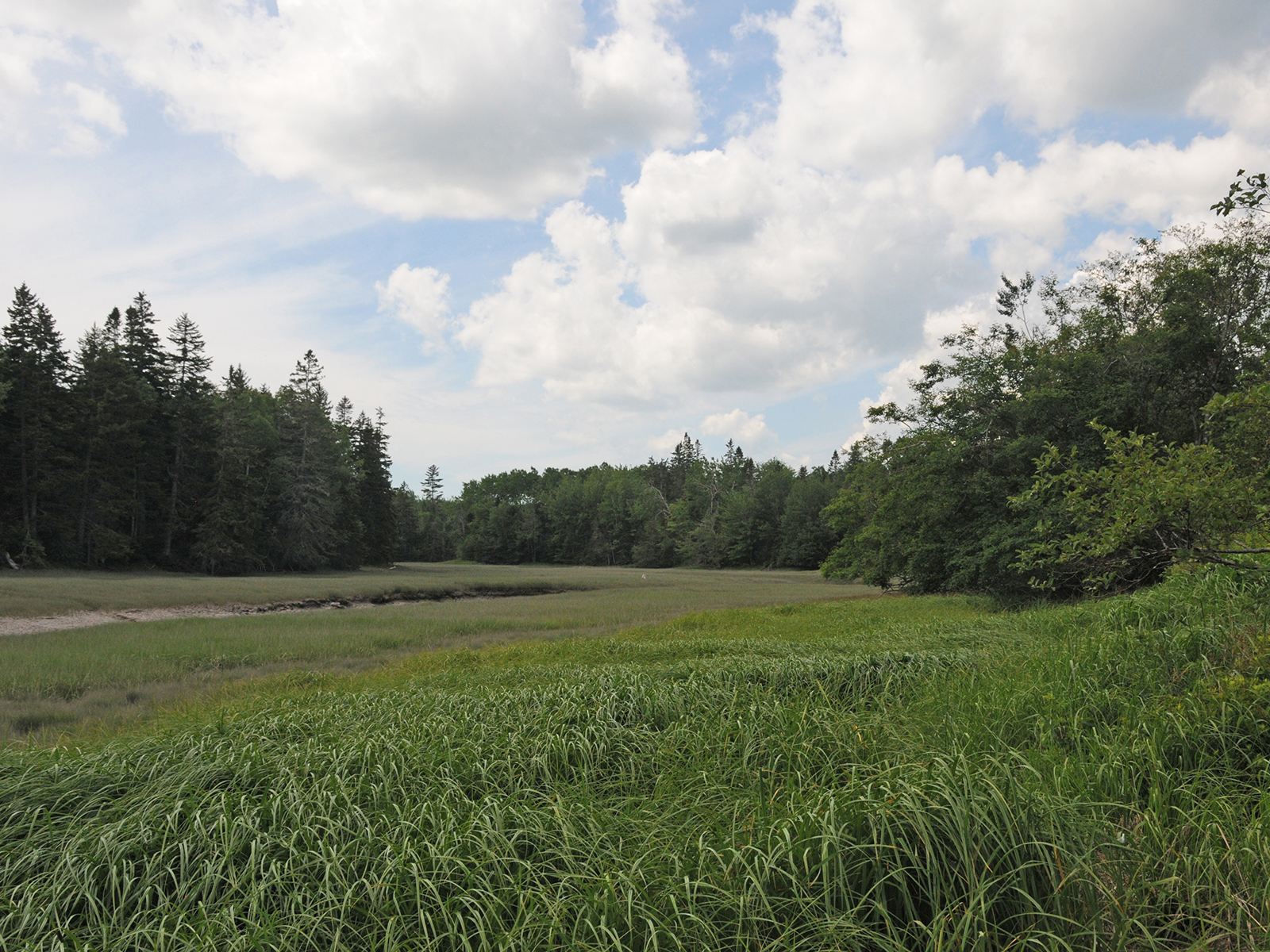 Mason Bay salt marsh