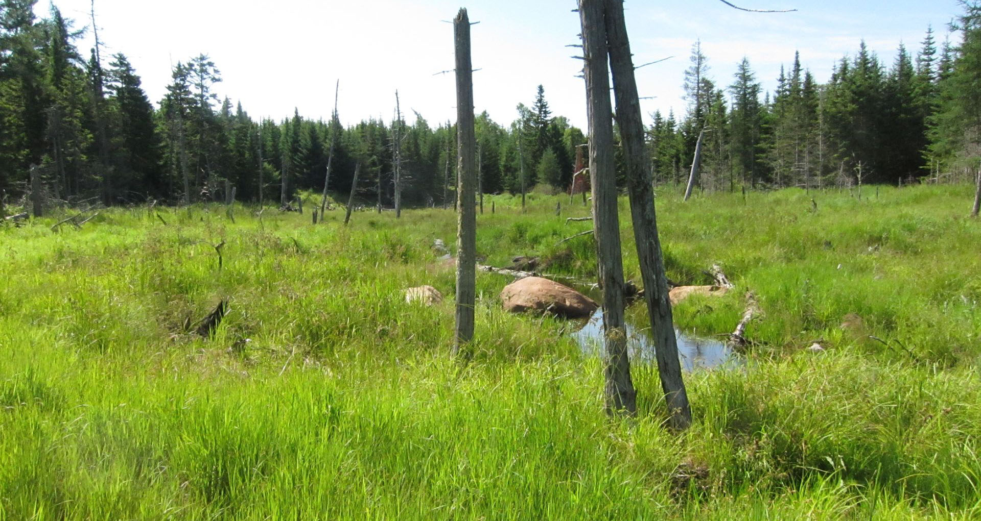 Interior Wetlands