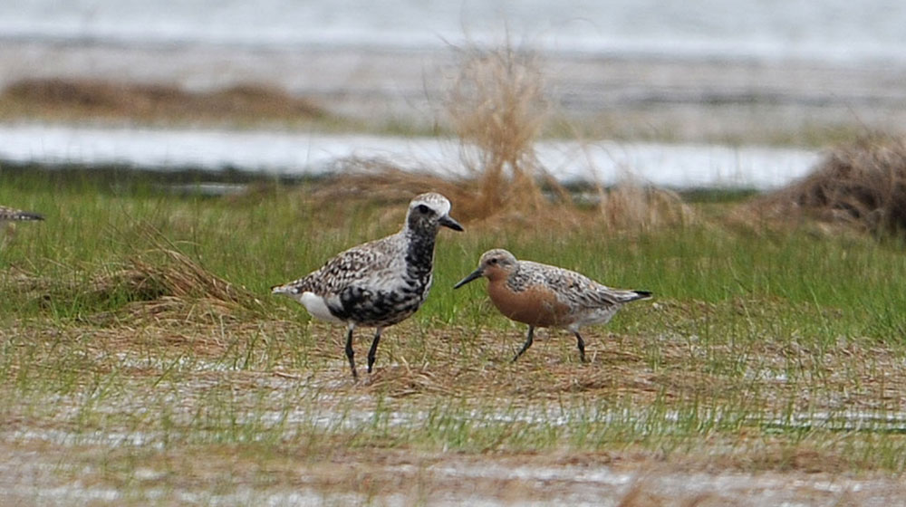 Red Knot & Black-bellied Plover Seen in Mason Bay