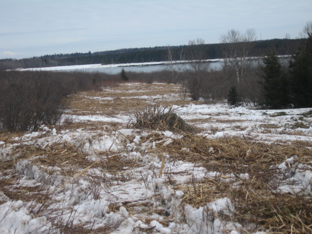 Roost field during treatment