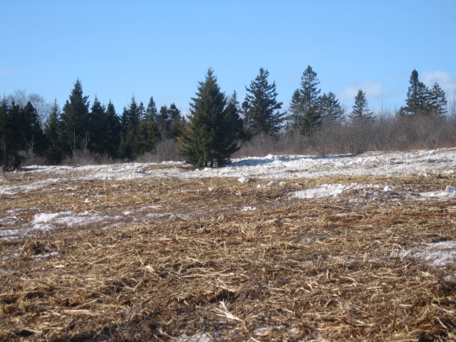 Roost field post cut