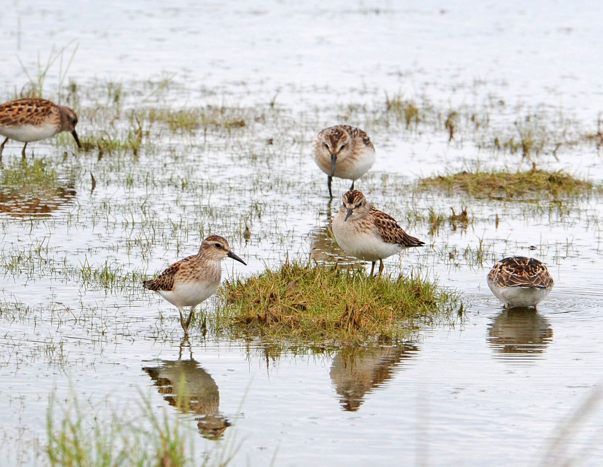 Sandpipers in Addison's Marsh