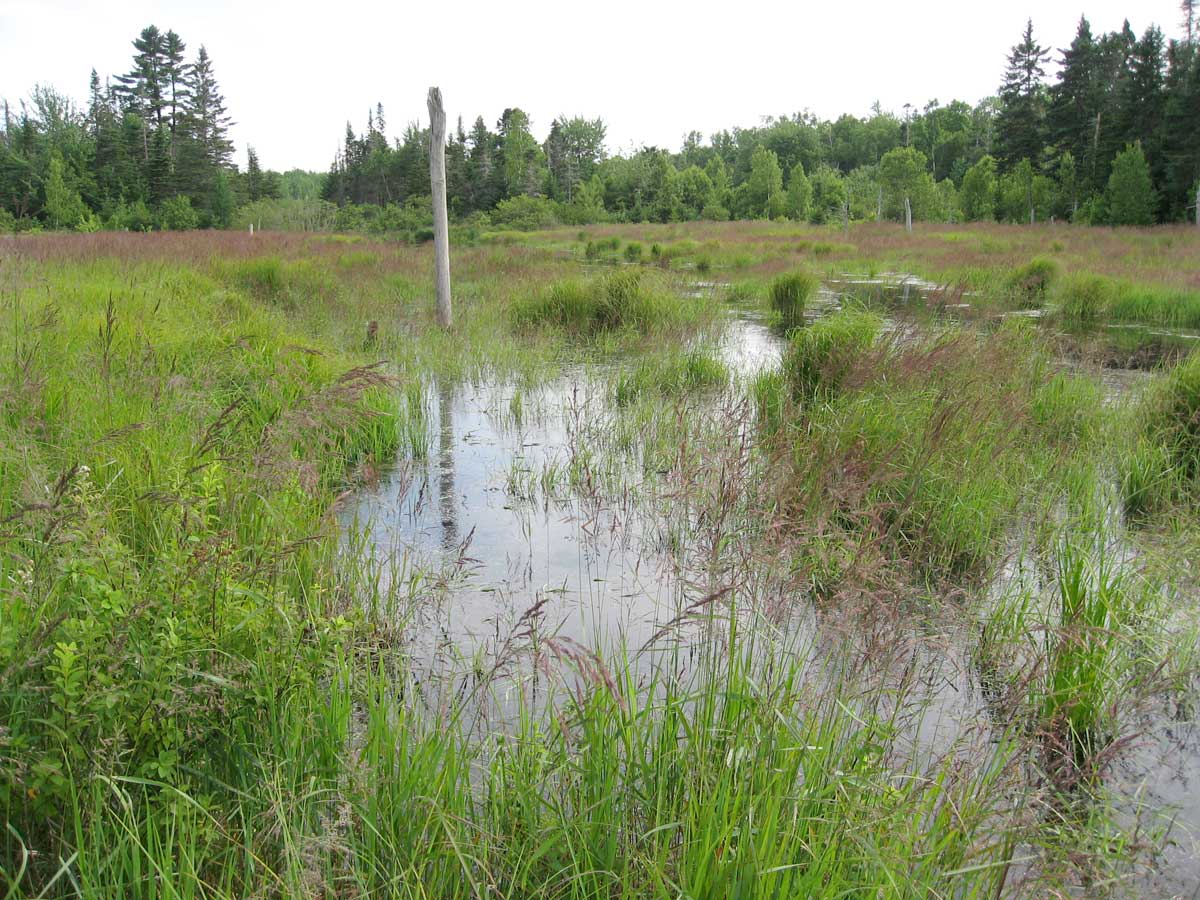 Freshwater Wetlands in the PBWMA Provide Nesting Habitat for Ducks
