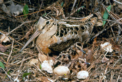 Nesting Woodcock